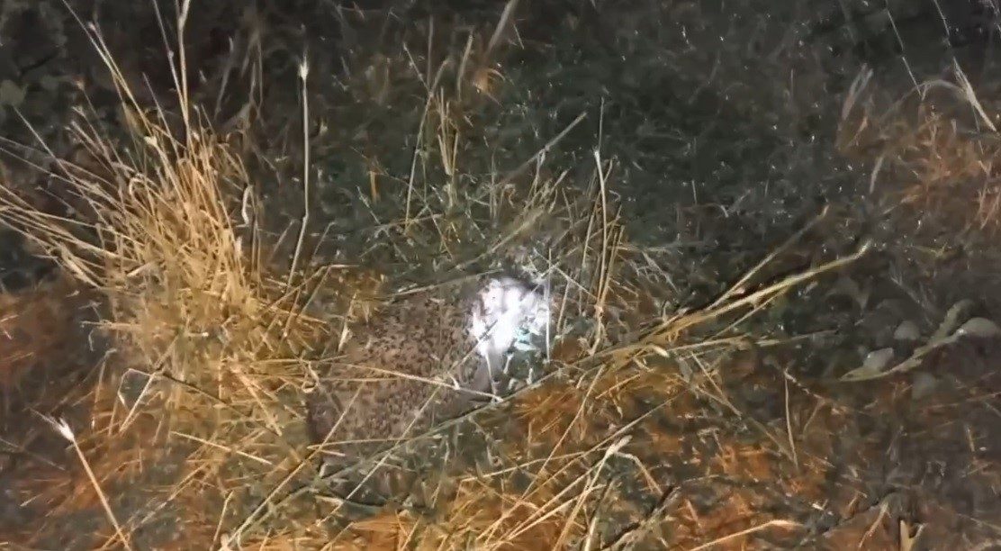 Erzincan’da Samet Polat’ın bahçesinde beslediği civcivlerin kaybolma nedeni şaşırttı. Tilkilerden