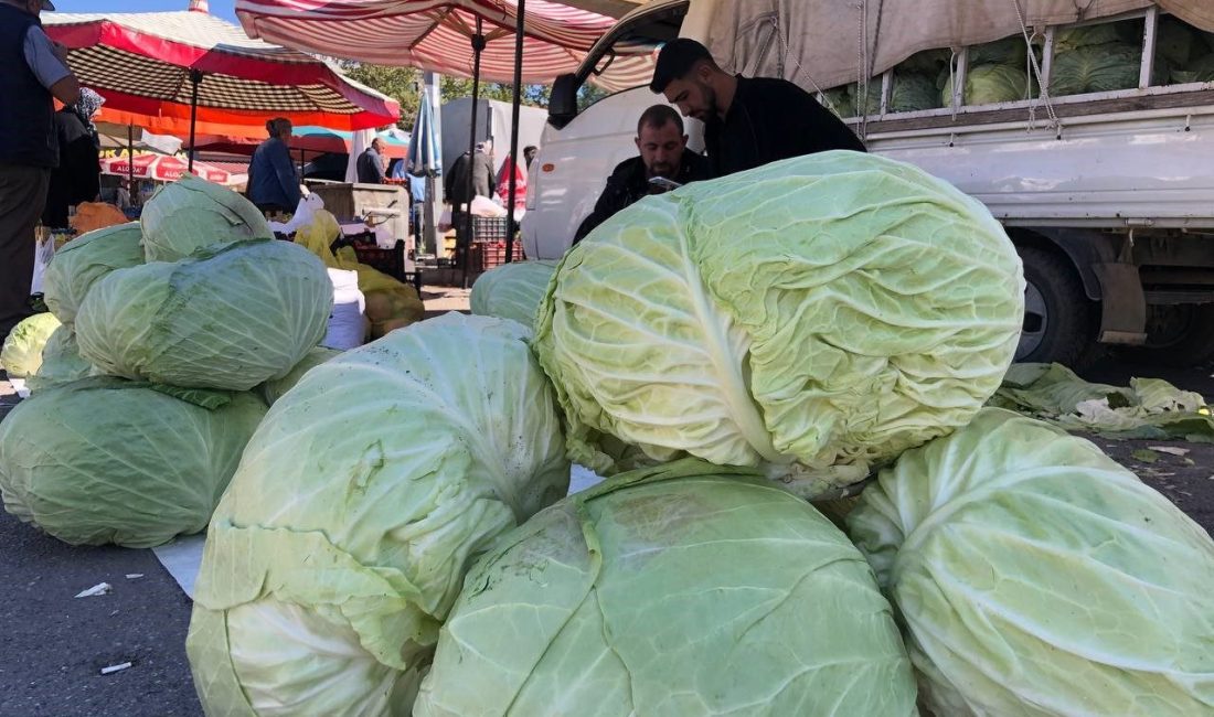 Erzincan’da kış aylarının vazgeçilmez lezzeti olan lahanalar tezgahlarda yerini aldı.