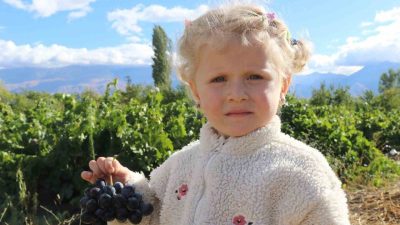 Erzincan’ın Üzümlü ilçesinde yetişen yörenin tescilli ürünlerinden “Cimin üzümü”nün hasadı