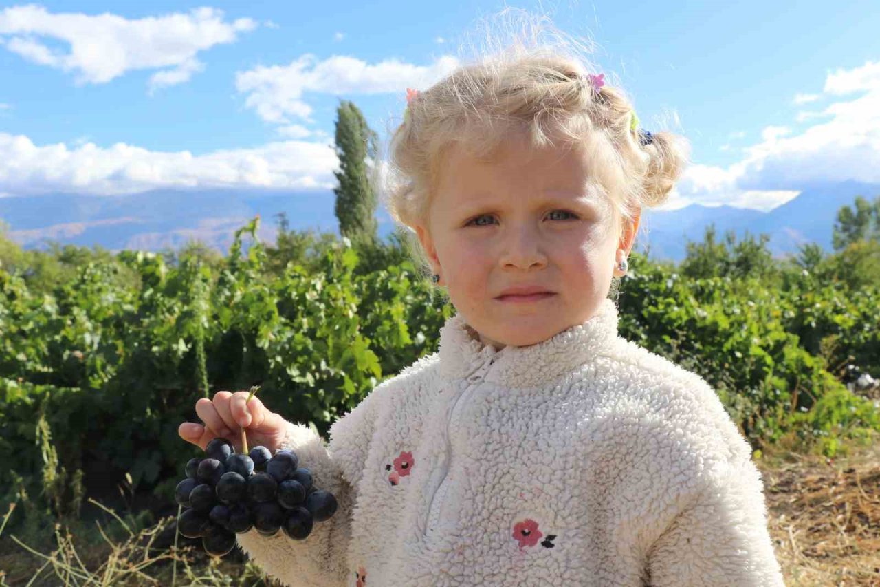Erzincan’ın Üzümlü ilçesinde yetişen yörenin tescilli ürünlerinden “Cimin üzümü”nün hasadı