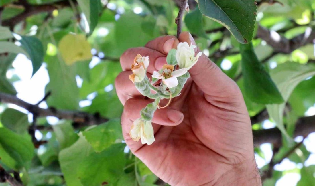 Gümüşhane’de sonbaharın ortasında çiçek açan bir elma ağacı görenleri şaşkına
