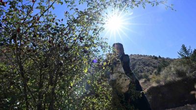 Türkiye’de yetişen 27 kuşburnu türünden 17’sine ev sahipliği yapan Gümüşhane’de