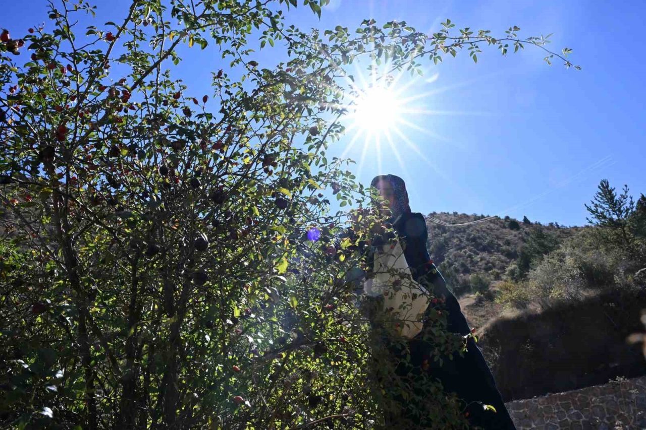 Türkiye’de yetişen 27 kuşburnu türünden 17’sine ev sahipliği yapan Gümüşhane’de