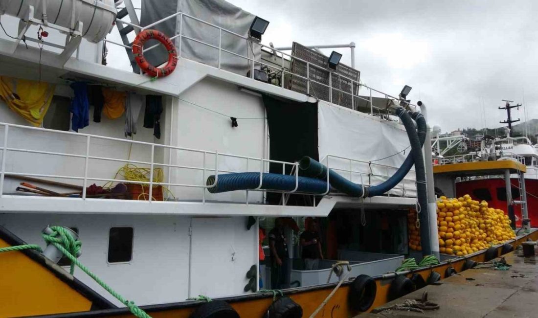 Trabzon’da hamsi avı için denize açılan balıkçılar limana Ukrayna’ya ait