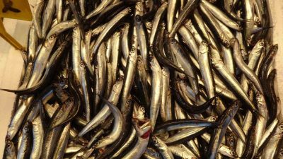 Yıllar sonra ilk kez bu sezon hamsi tezgahlarda yerini erken