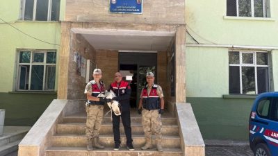 Erzurum’un Hınıs İlçesinde nesli tükenmekte olan Toy kuşu bulundu. Erzurum