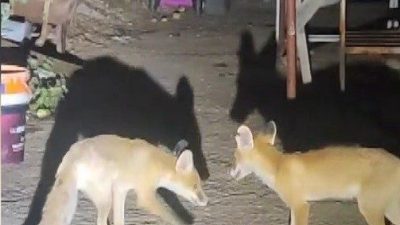 Erzincan’ın Kemaliye ilçesinde iki tilki her akşam Cezmi Dündar’ın evinin