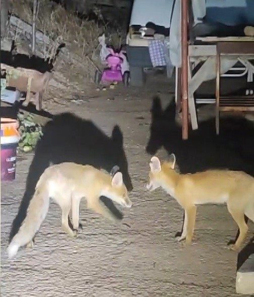 Erzincan’ın Kemaliye ilçesinde iki tilki her akşam Cezmi Dündar’ın evinin