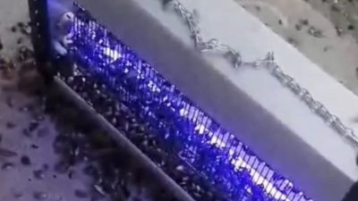 Trabzon’un Araklı ilçesinde kahverengi kokarca ile mücadelede ultraviyole ışık saçan