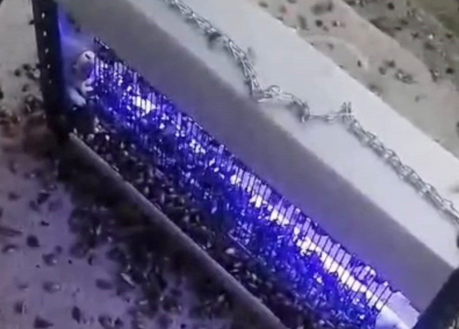 Trabzon’un Araklı ilçesinde kahverengi kokarca ile mücadelede ultraviyole ışık saçan