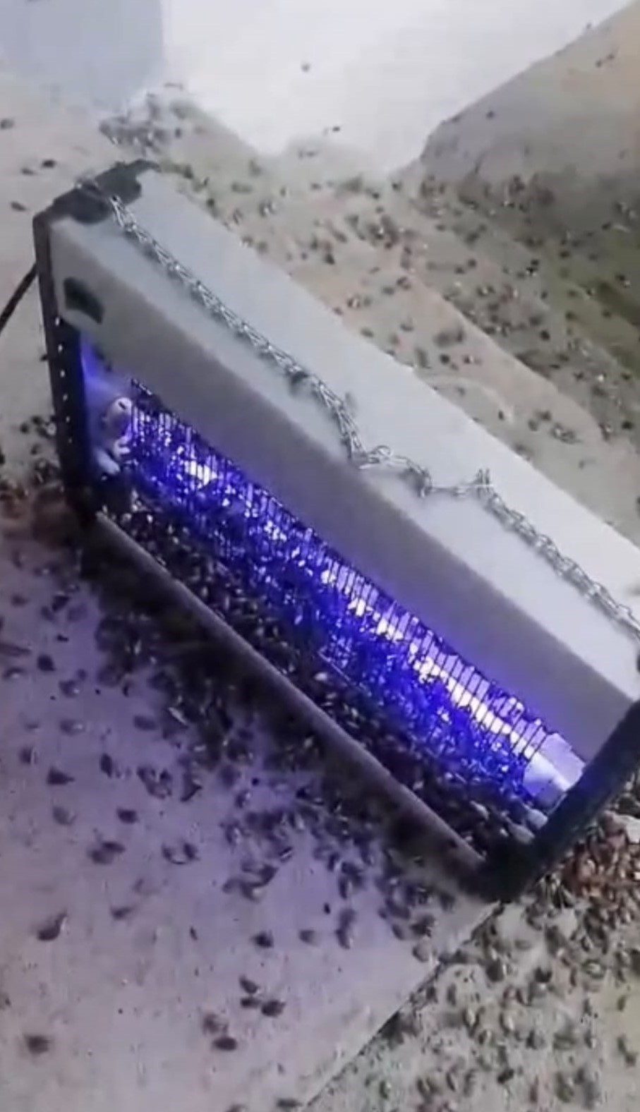 Trabzon’un Araklı ilçesinde kahverengi kokarca ile mücadelede ultraviyole ışık saçan