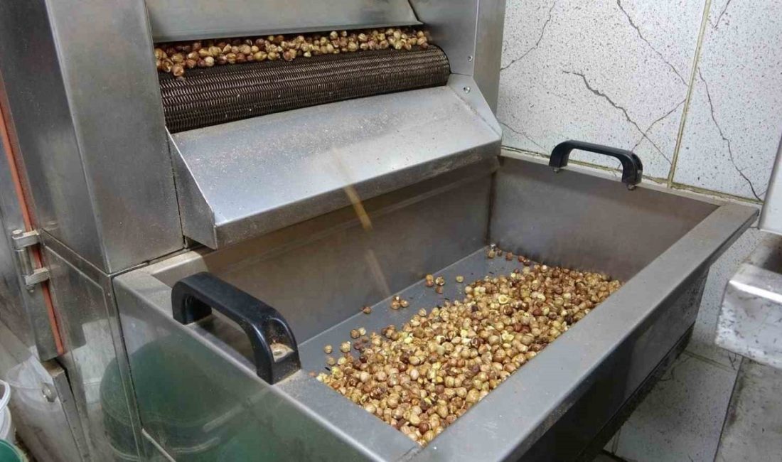 Fındık üreticileri, bu yıl hem kuraklık hem de böcek zararı