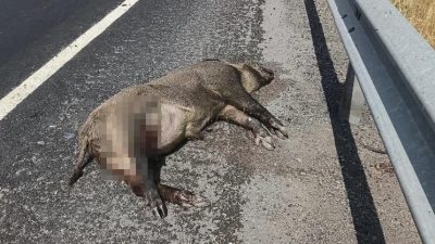 Kars’ta aracın çarptığı domuz telef oldu, domuza çarpan aracın parçaları