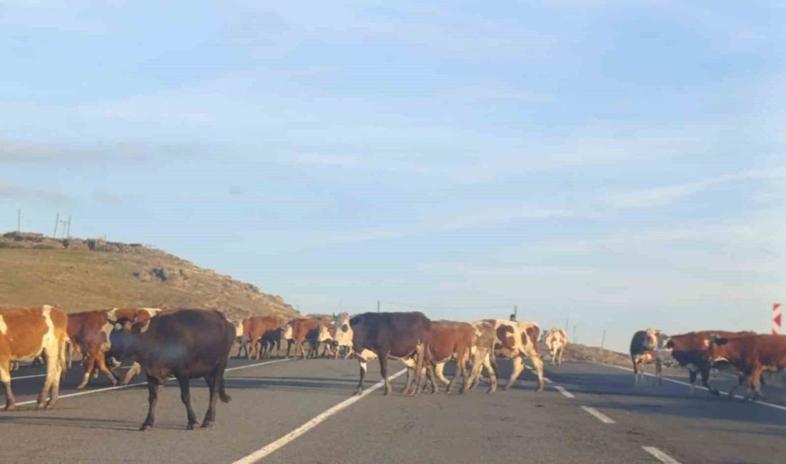 Kars’ta büyükbaş hayvanlar karayoluna çıkarak sürücülere zor anlar yaşattı. Kars-Ardahan