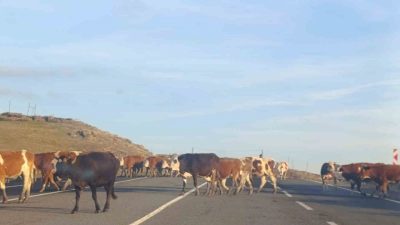 Kars’ta büyükbaş hayvanlar karayoluna çıkarak sürücülere zor anlar yaşattı. Kars-Ardahan