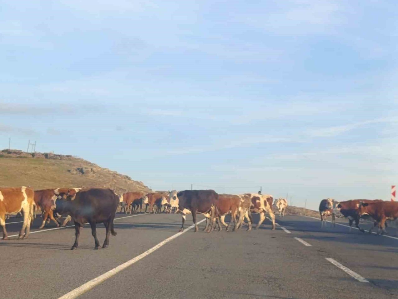 Kars’ta büyükbaş hayvanlar karayoluna çıkarak sürücülere zor anlar yaşattı. Kars-Ardahan