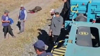 Kars’tan Gürcistan’a gitmekte olan yük treni, büyükbaş hayvanlara çarptı. Kazada
