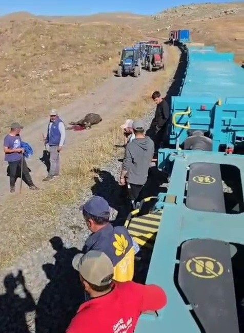 Kars’tan Gürcistan’a gitmekte olan yük treni, büyükbaş hayvanlara çarptı. Kazada