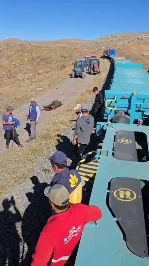 Kars’tan Gürcistan’a gitmekte olan yük treni, büyükbaş hayvanlara çarptı. Kazada