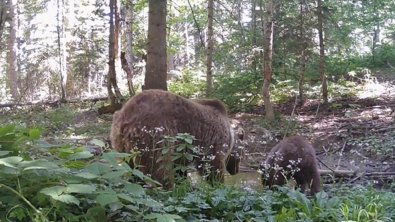 Kastamonu’da ormanlık alanda anne ayı ve yavrusu, su içerken fotokapana