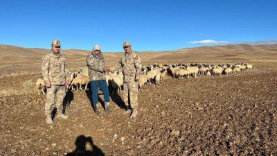 Erzincan’ın Çayırlı ilçesinde kaybolan 300 koyun jandarma ekiplerince drone ile