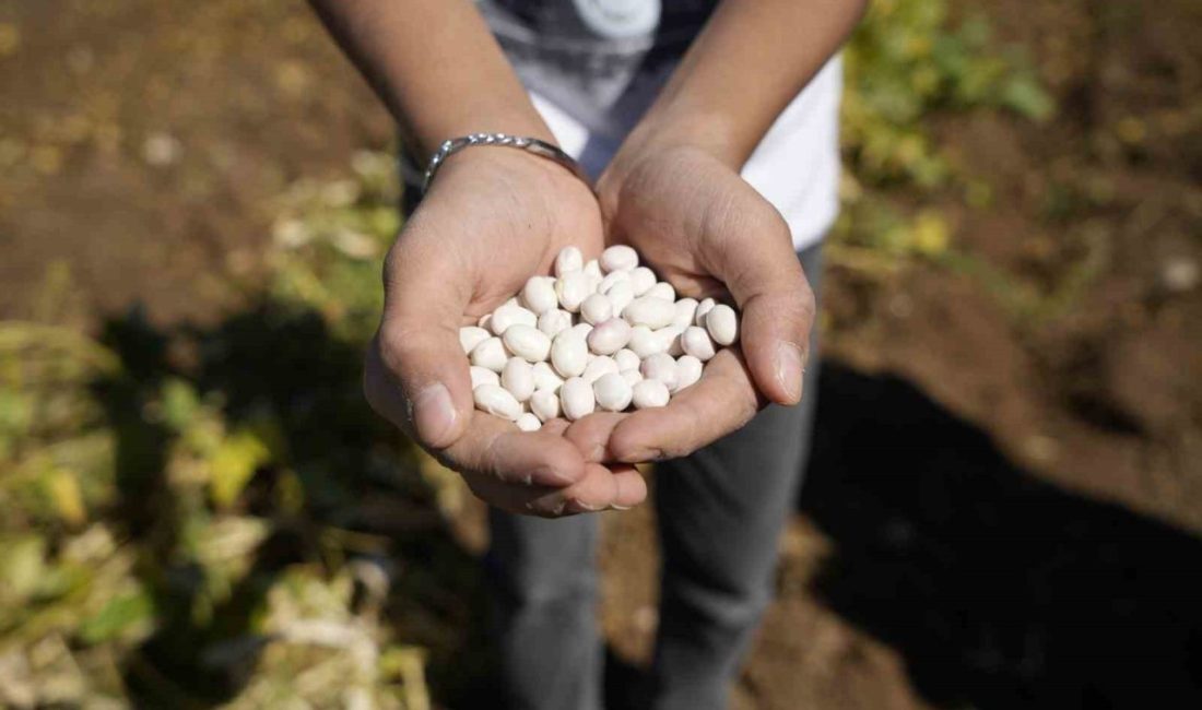 Gümüşhane’nin Kelkit ilçesi ve civarında yetişen coğrafi işaretli şeker fasulyesinin