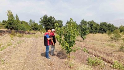 Erzincan İl Tarım ve Orman Müdürlüğü ekipleri, Konakbaşı köyünde dut