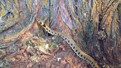 Soğuk iklimlerde yaşadığı bilinen küpeli su yılanı Erzincan’ın Tercan ilçesinde