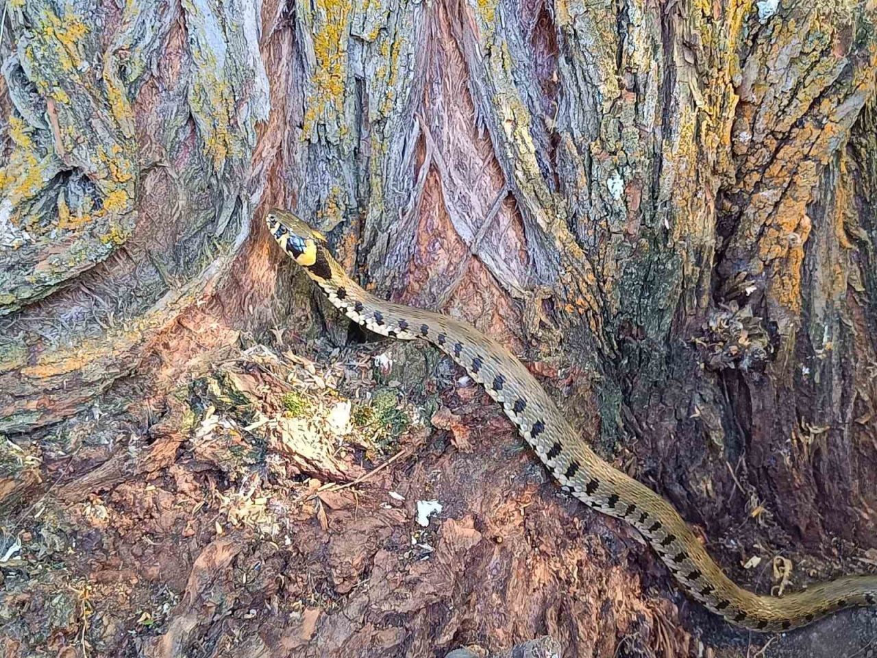 Soğuk iklimlerde yaşadığı bilinen küpeli su yılanı Erzincan’ın Tercan ilçesinde