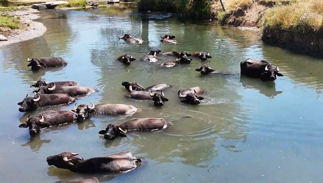 Türkiye’de manda sayısı 2020 yılına göre yüzde 16’lık düşüşle 158
