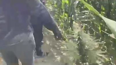 Sakarya İl Jandarma Komutanlığı ekiplerince uyuşturucu suçlarıyla mücadele çerçevesinde düzenlenen