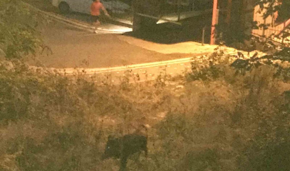 Ordu’nun Ünye ilçesinde bir çocuk, mahalleye inen domuzun saldırısından son