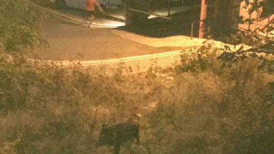 Ordu’nun Ünye ilçesinde bir çocuk, mahalleye inen domuzun saldırısından son