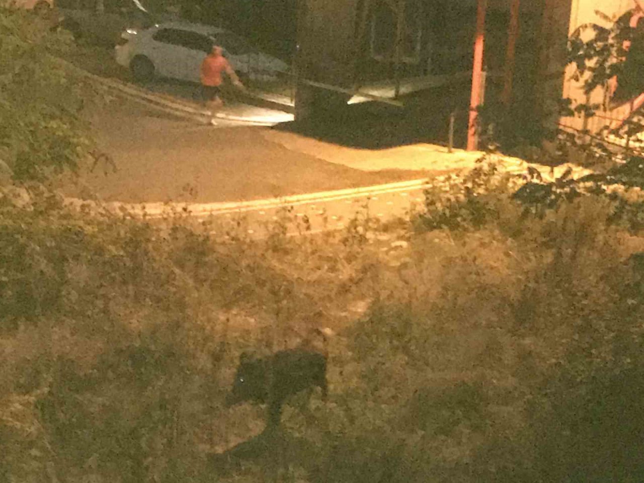 Ordu’nun Ünye ilçesinde bir çocuk, mahalleye inen domuzun saldırısından son