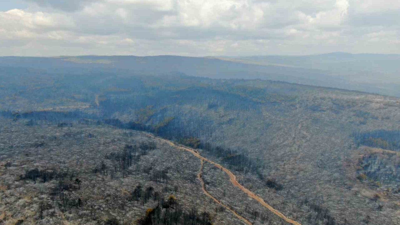 Kastamonu’nun Araç ilçesindeki orman yangının kontrol altına alınmasının ardından ortaya