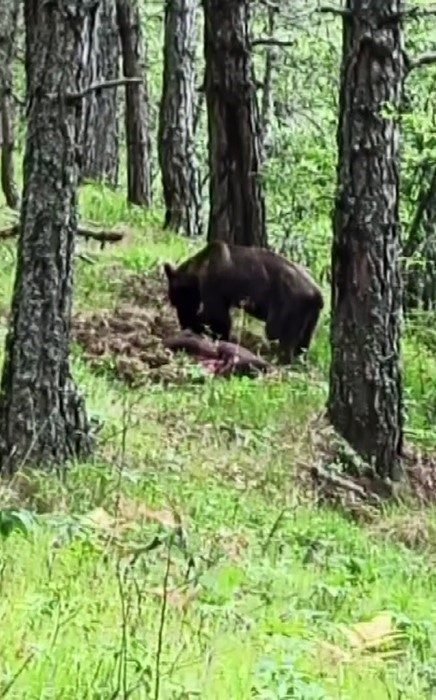 Kastamonu’nun Daday ilçesinde ormanlık alanda avladığı domuzla beslenen ayı, cep