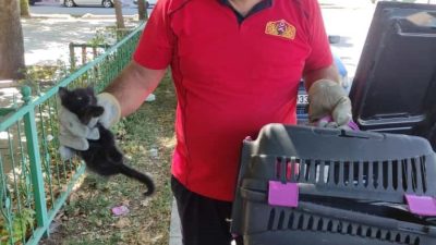 Erzincan’da otomobilin kaput kısmında sıkışan yavru kedi itfaiye ekiplerince kurtarıldı.