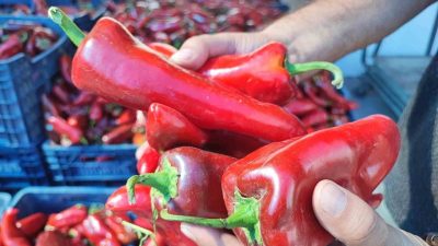 Bayburt’ta Eylül ayı ile birlikte haftanın belirli günü kurulan pazarlar