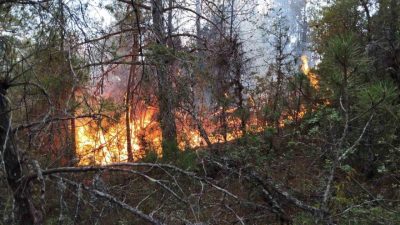 Karadeniz Teknik Üniversitesi (KTÜ) Orman Fakültesi Orman Mühendisliği Bölümü Öğretim