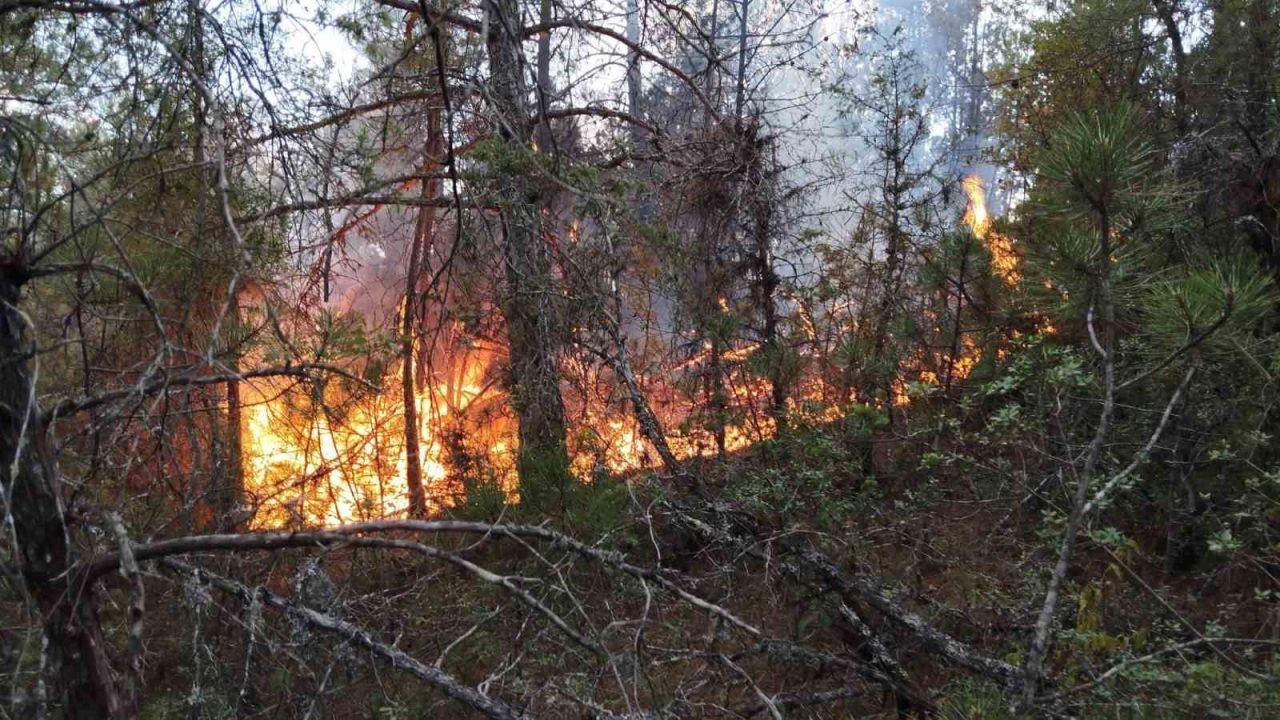 Karadeniz Teknik Üniversitesi (KTÜ) Orman Fakültesi Orman Mühendisliği Bölümü Öğretim