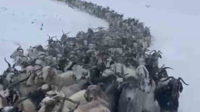 Rize’nin Çamlıhemşin ilçesi Avusor Yaylası’nda etkili olan kar yağışı sonrasında