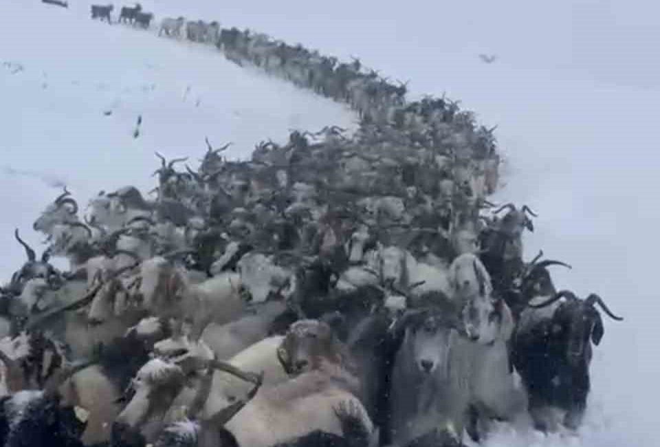 Rize’nin Çamlıhemşin ilçesi Avusor Yaylası’nda etkili olan kar yağışı sonrasında