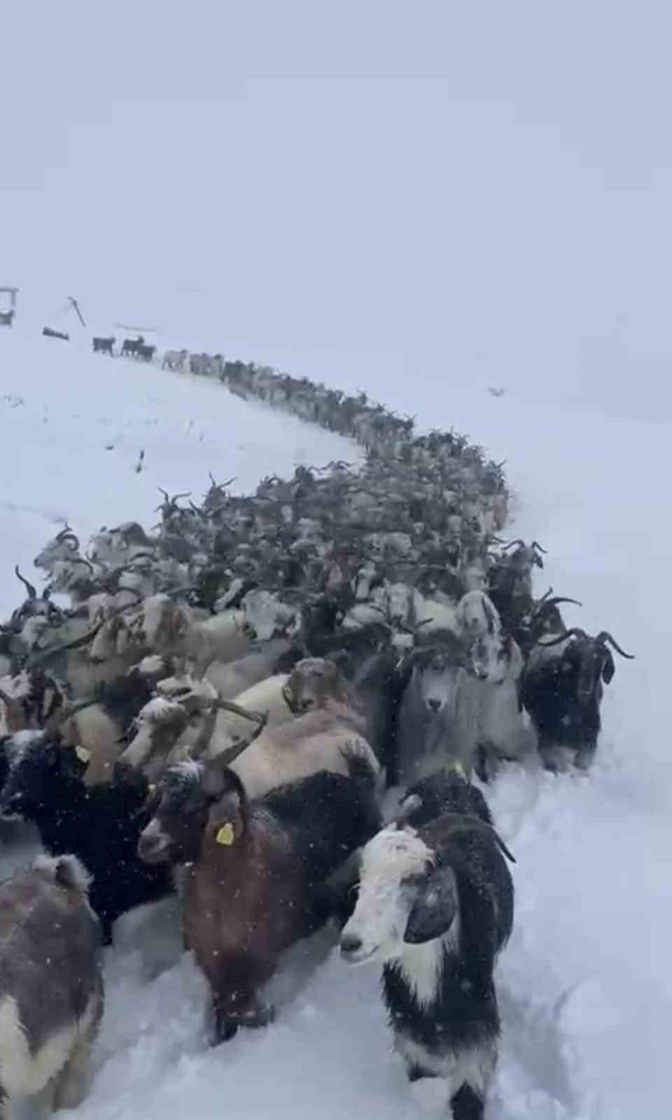 Rize’nin Çamlıhemşin ilçesi Avusor Yaylası’nda etkili olan kar yağışı sonrasında