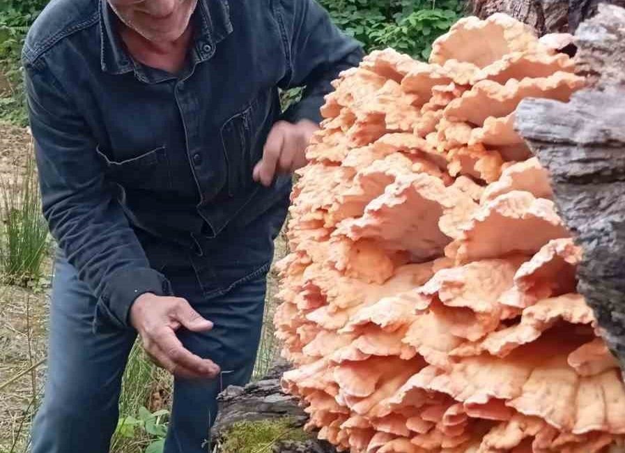 Rize’nin Ardeşen ilçesinde ormanda gezintiye çıkan arkadaşların bir ağaç kütüğünde