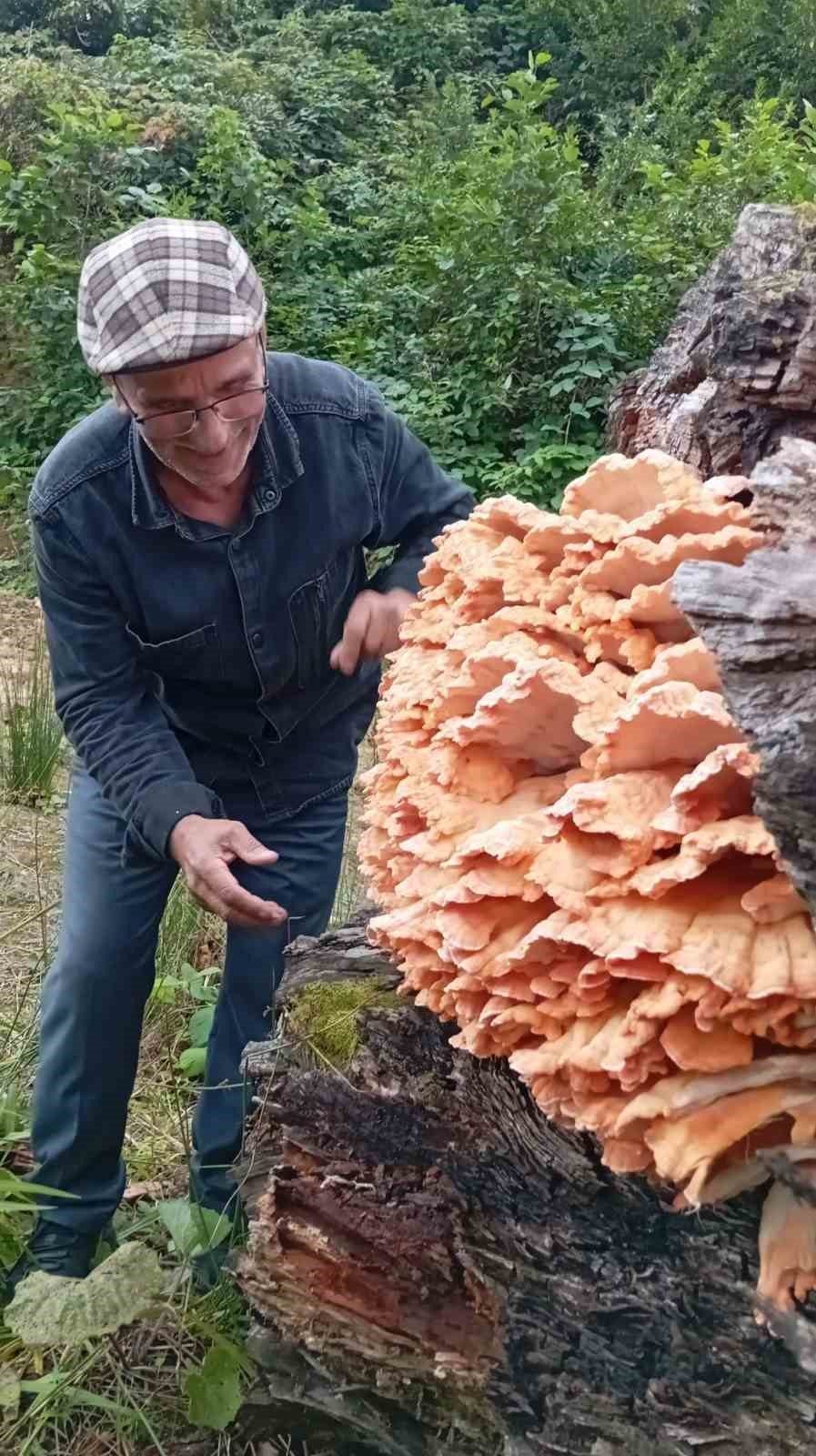 Rize’nin Ardeşen ilçesinde ormanda gezintiye çıkan arkadaşların bir ağaç kütüğünde