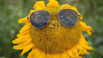 Erzincan’da ekimi yaygınlaşan, sarının her tonu ile güneşi kıskandıran ayçiçeği