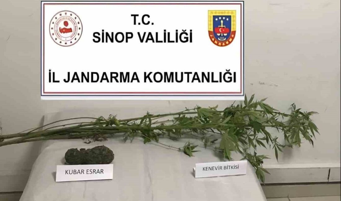 Sinop’un Ayancık ilçesinde jandarma ekiplerince yapılan operasyonda 4 kök kenevir