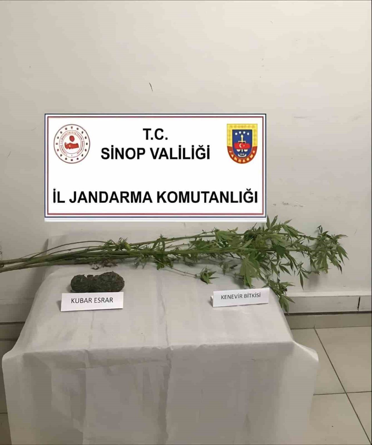 Sinop’un Ayancık ilçesinde jandarma ekiplerince yapılan operasyonda 4 kök kenevir