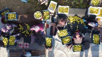 Tarım ürünleri üretici fiyat endeksi (Tarım-ÜFE) yıllık yüzde 41,55 arttı,