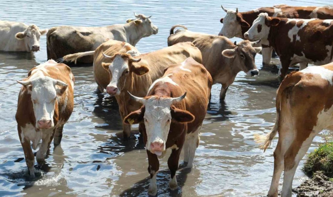 Türkiye’nin 2024 hayvan varlığı istatistikleri açıklandı. Tarım ve Orman Bakanlığı